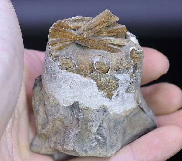 Barite Crystal Cluster in Baculite Fossil - Unique Specimen! - USA