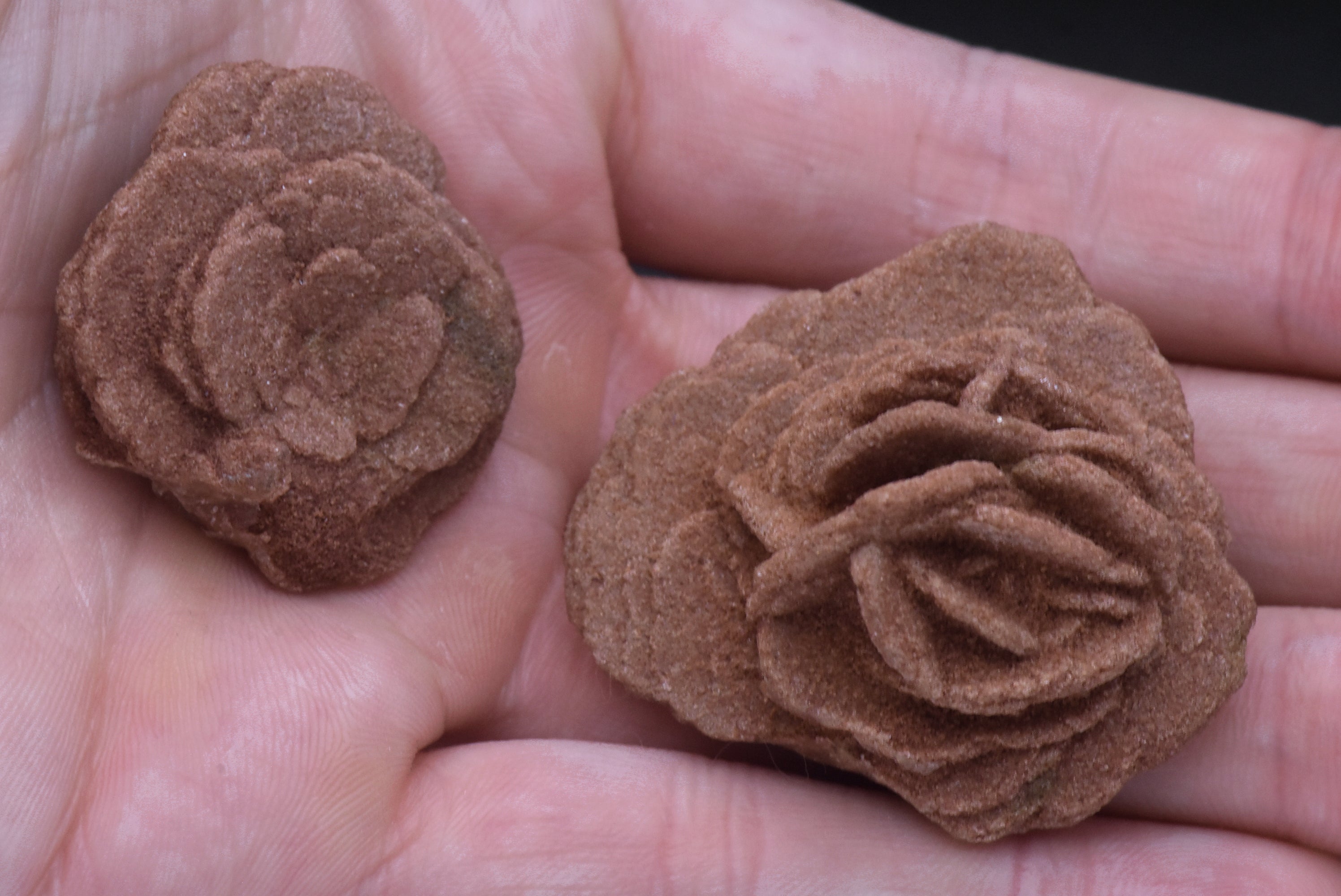 Barite Desert Rose Mineral Specimen - Oklahoma