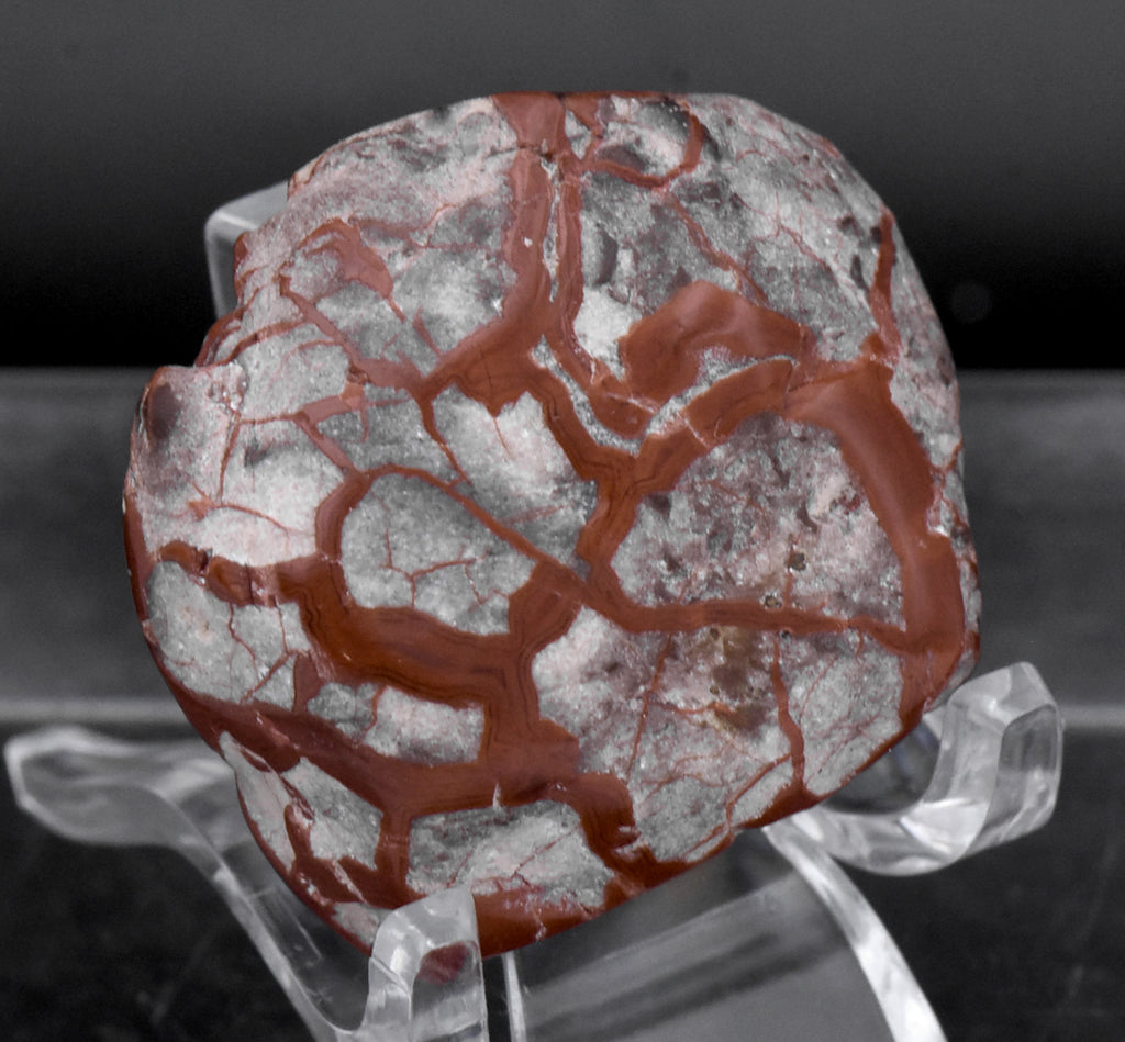 Polished Dinosaur Coprolite - 28g