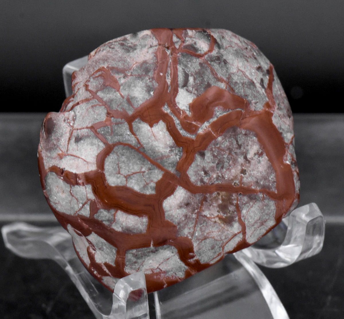 Polished Dinosaur Coprolite - 28g