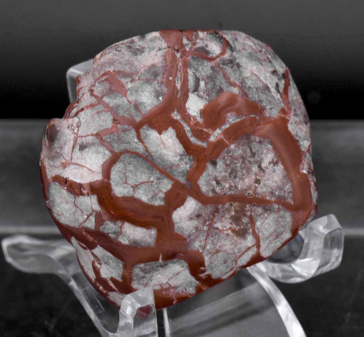 Polished Dinosaur Coprolite - 28g