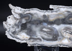Agatized Coral Fossil Geode Specimen