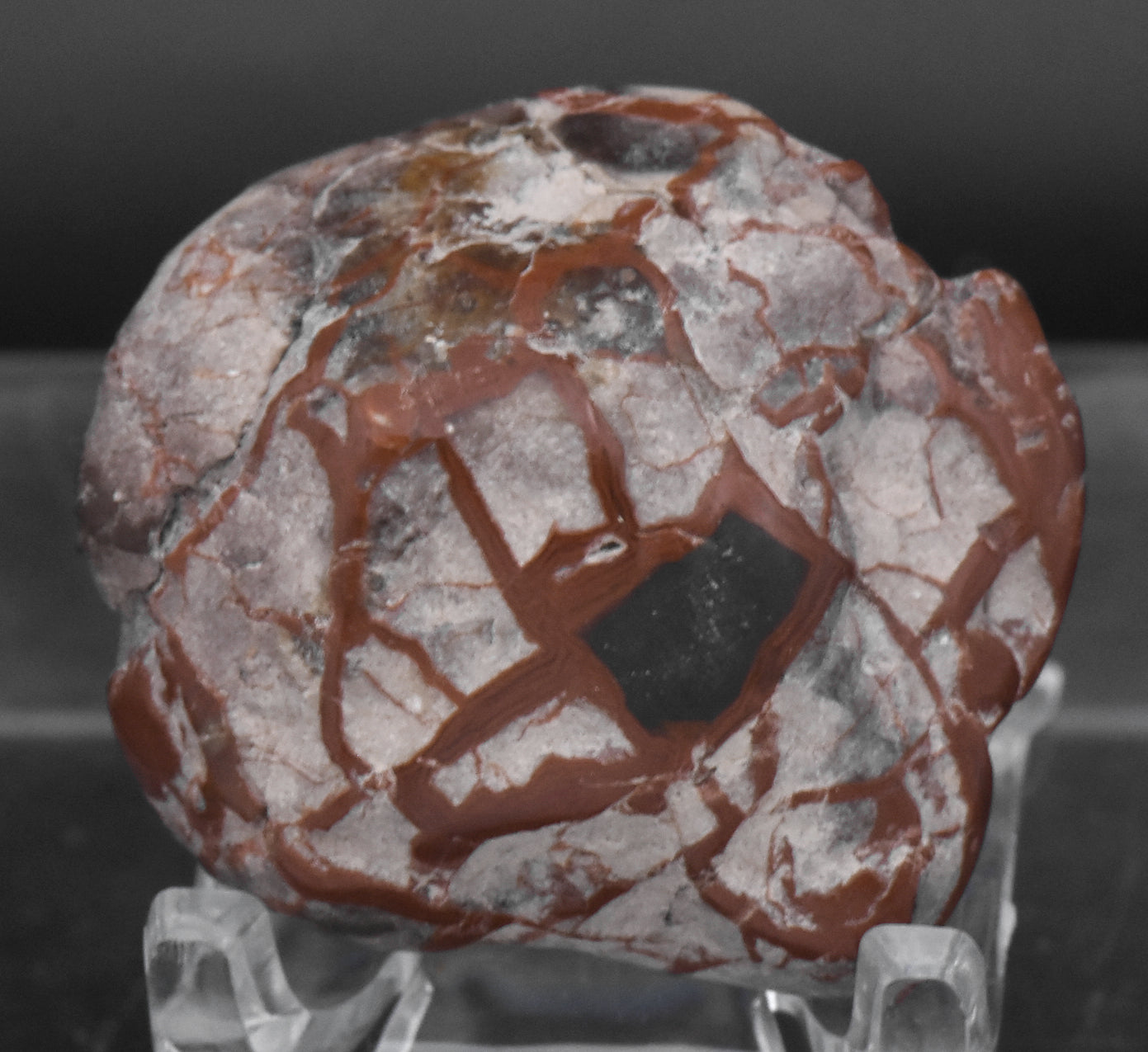 Polished Dinosaur Coprolite - 28g