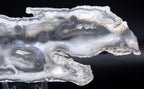 Agatized Coral Fossil Geode Specimen