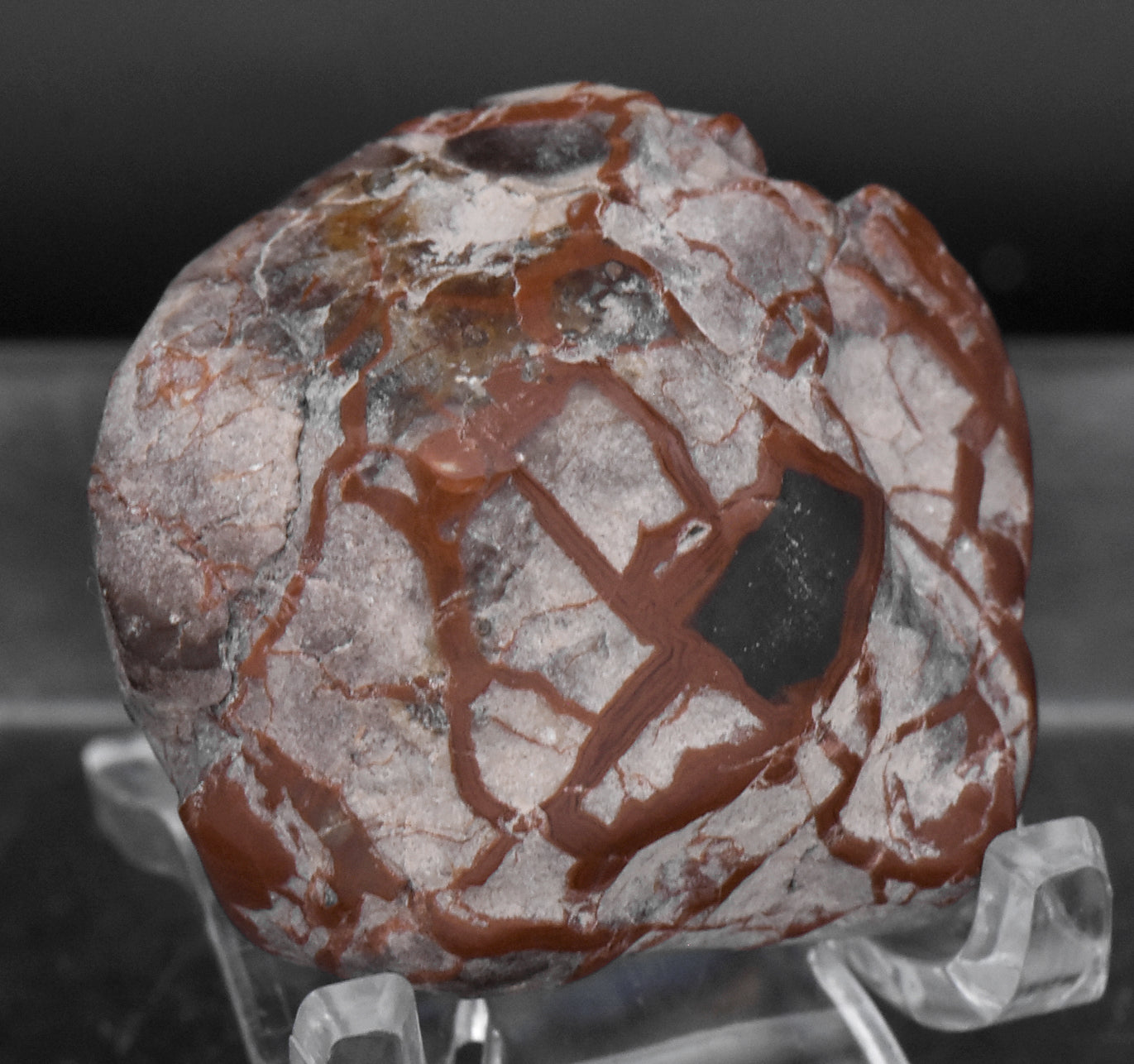 Polished Dinosaur Coprolite - 28g