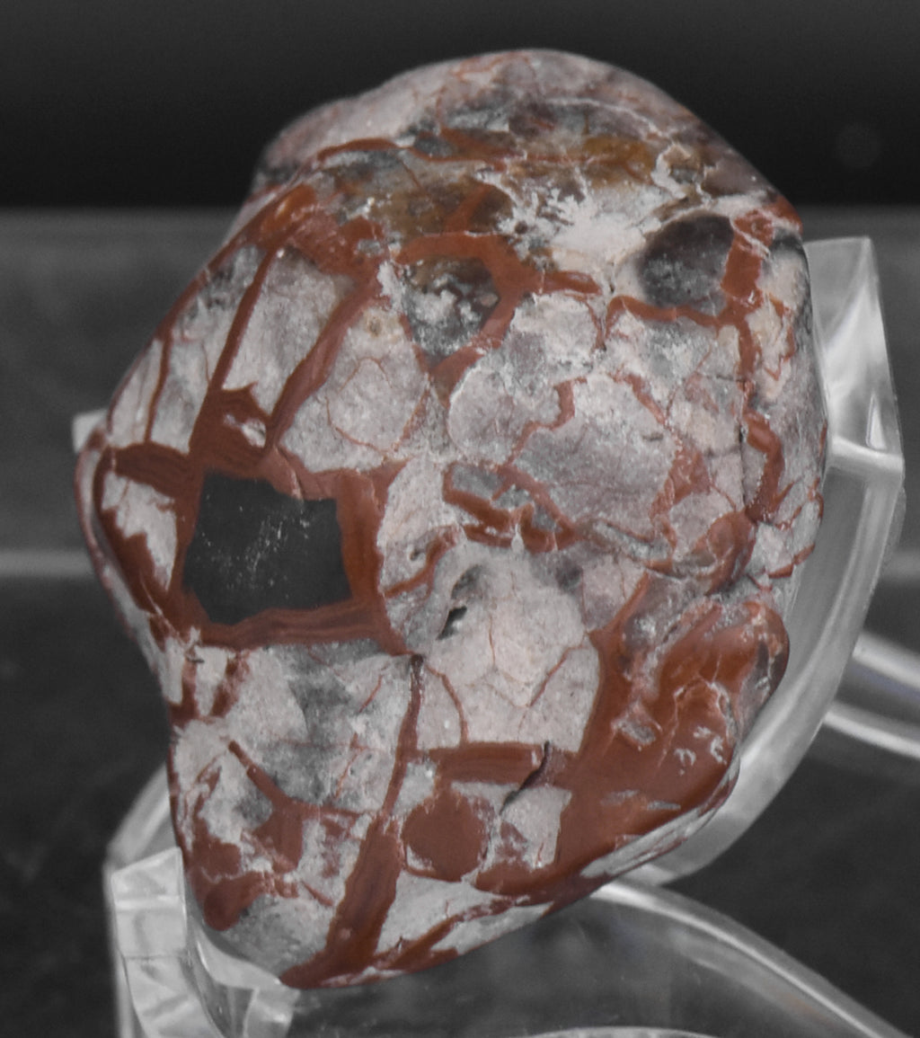 Polished Dinosaur Coprolite - 28g