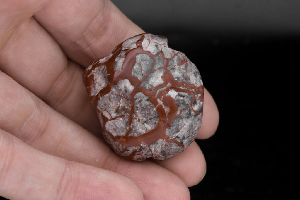 Polished Dinosaur Coprolite - 28g