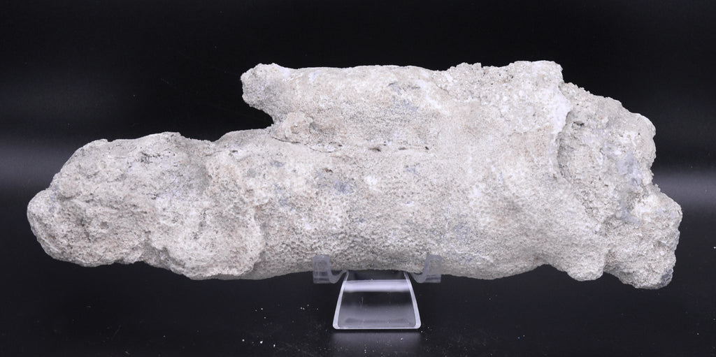 Agatized Coral Fossil Geode Specimen