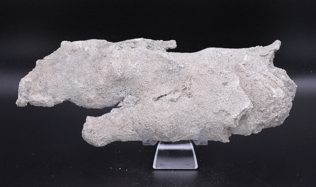 Agatized Coral Fossil Geode Specimen