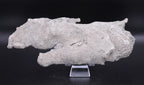Agatized Coral Fossil Geode Specimen