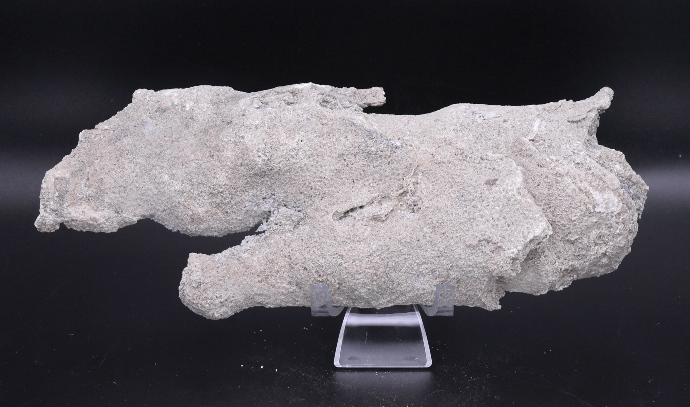 Agatized Coral Fossil Geode Specimen