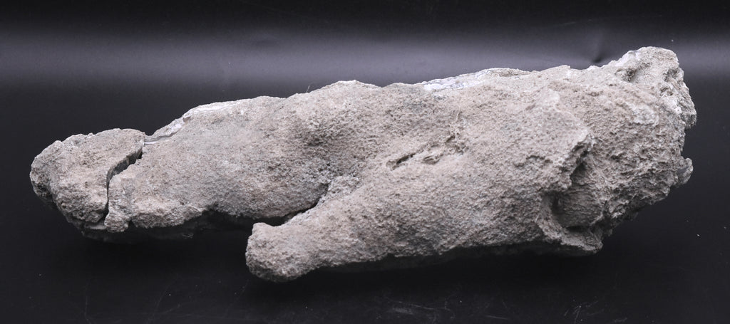 Agatized Coral Fossil Geode Specimen
