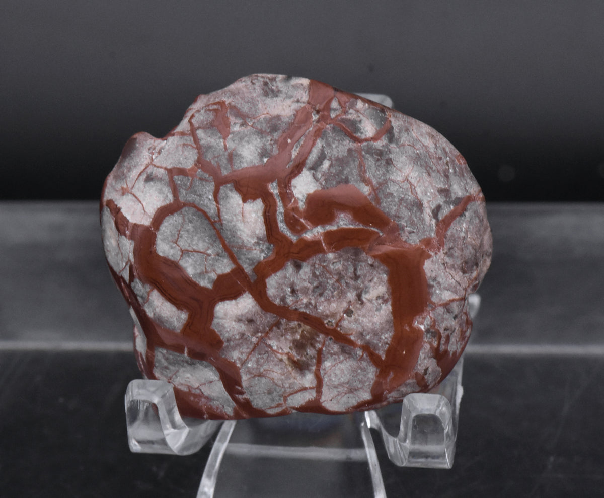 Polished Dinosaur Coprolite - 28g