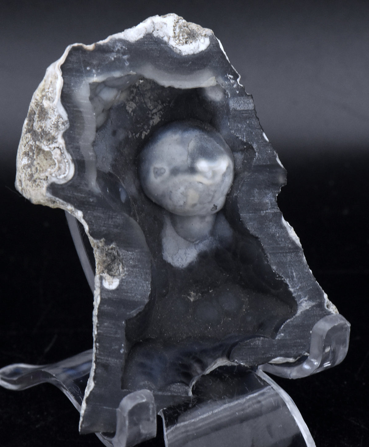 Agatized Coral Fossil Geode Half Specimen