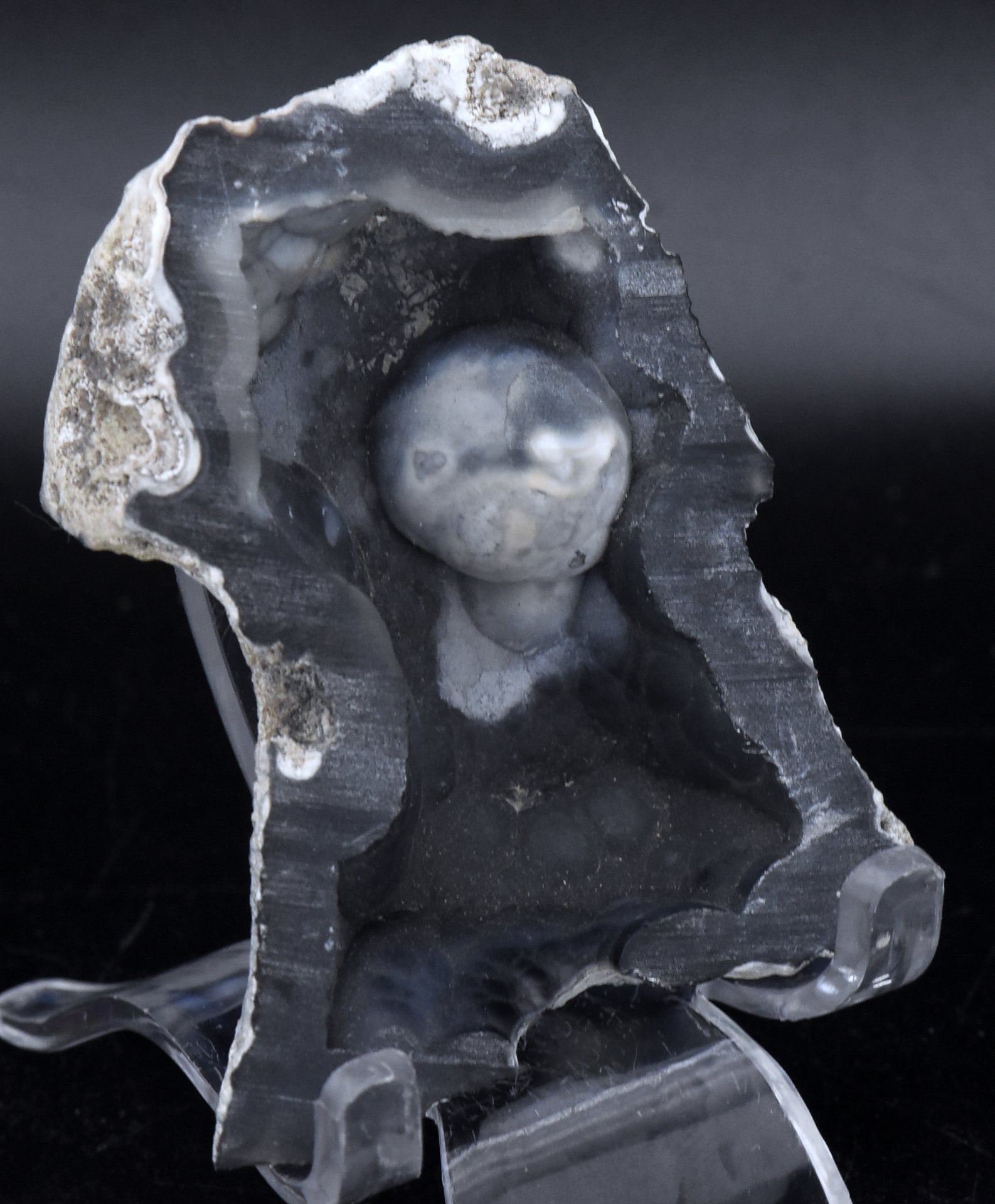 Agatized Coral Fossil Geode Half Specimen