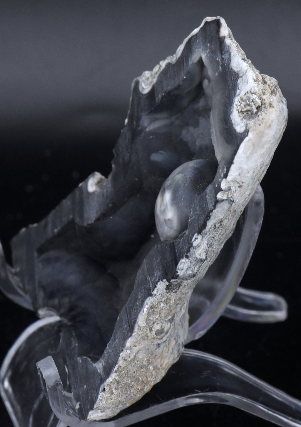 Agatized Coral Fossil Geode Half Specimen