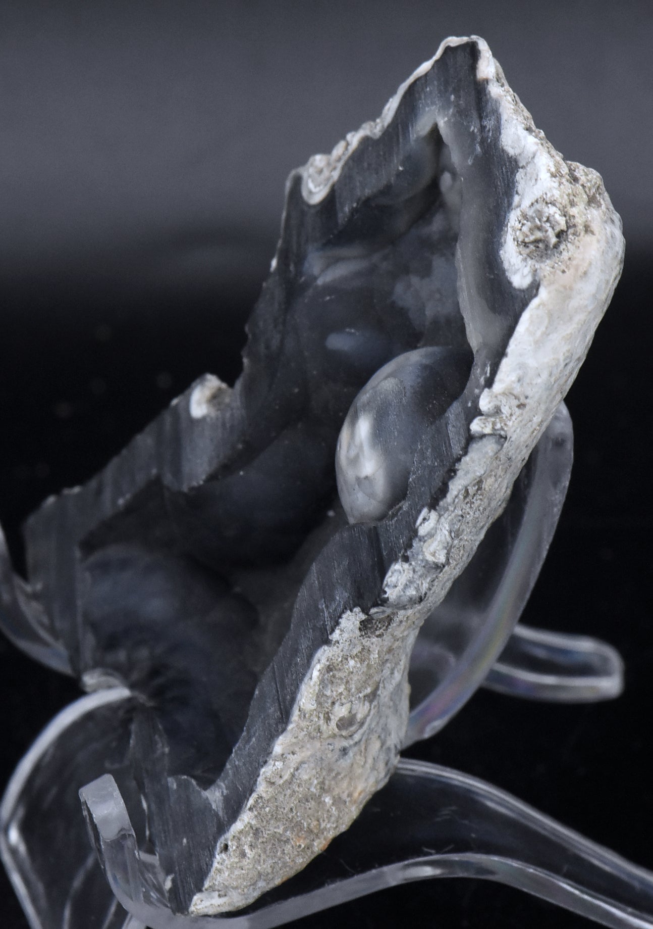 Agatized Coral Fossil Geode Half Specimen