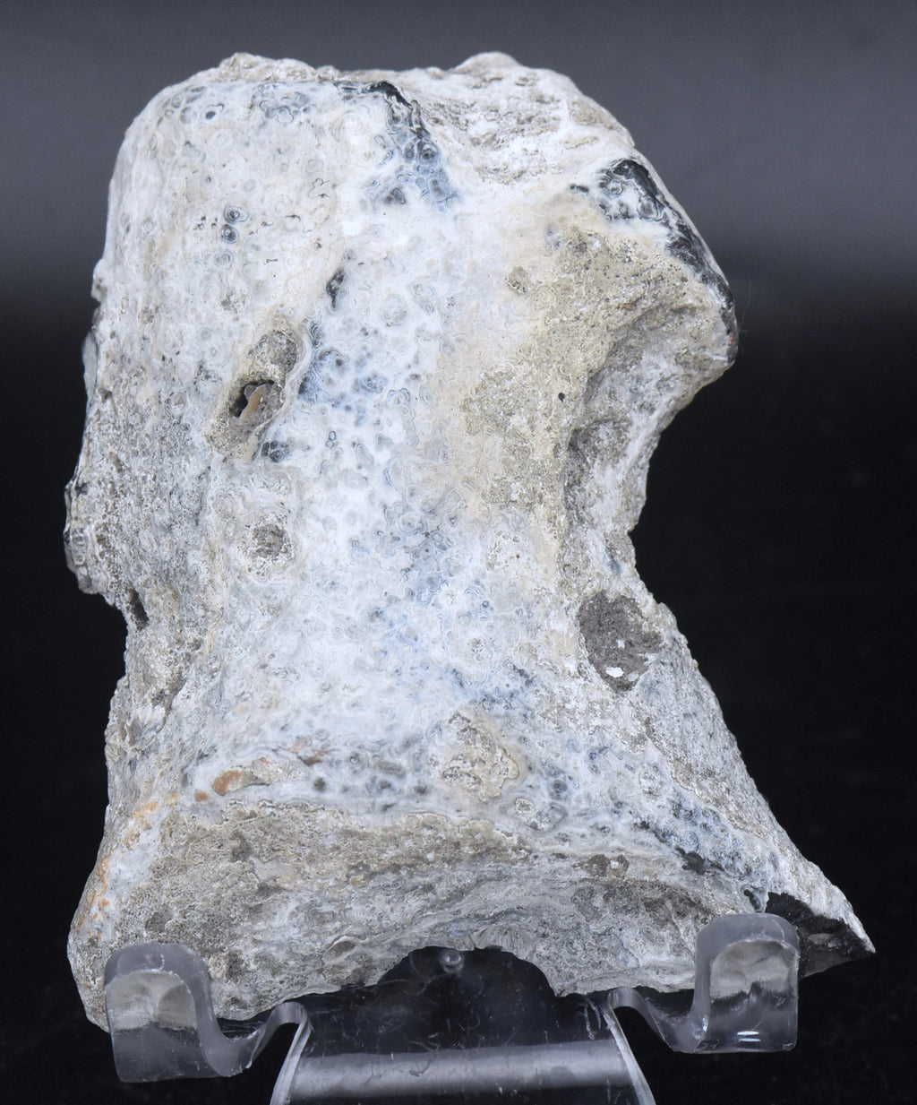 Agatized Coral Fossil Geode Half Specimen