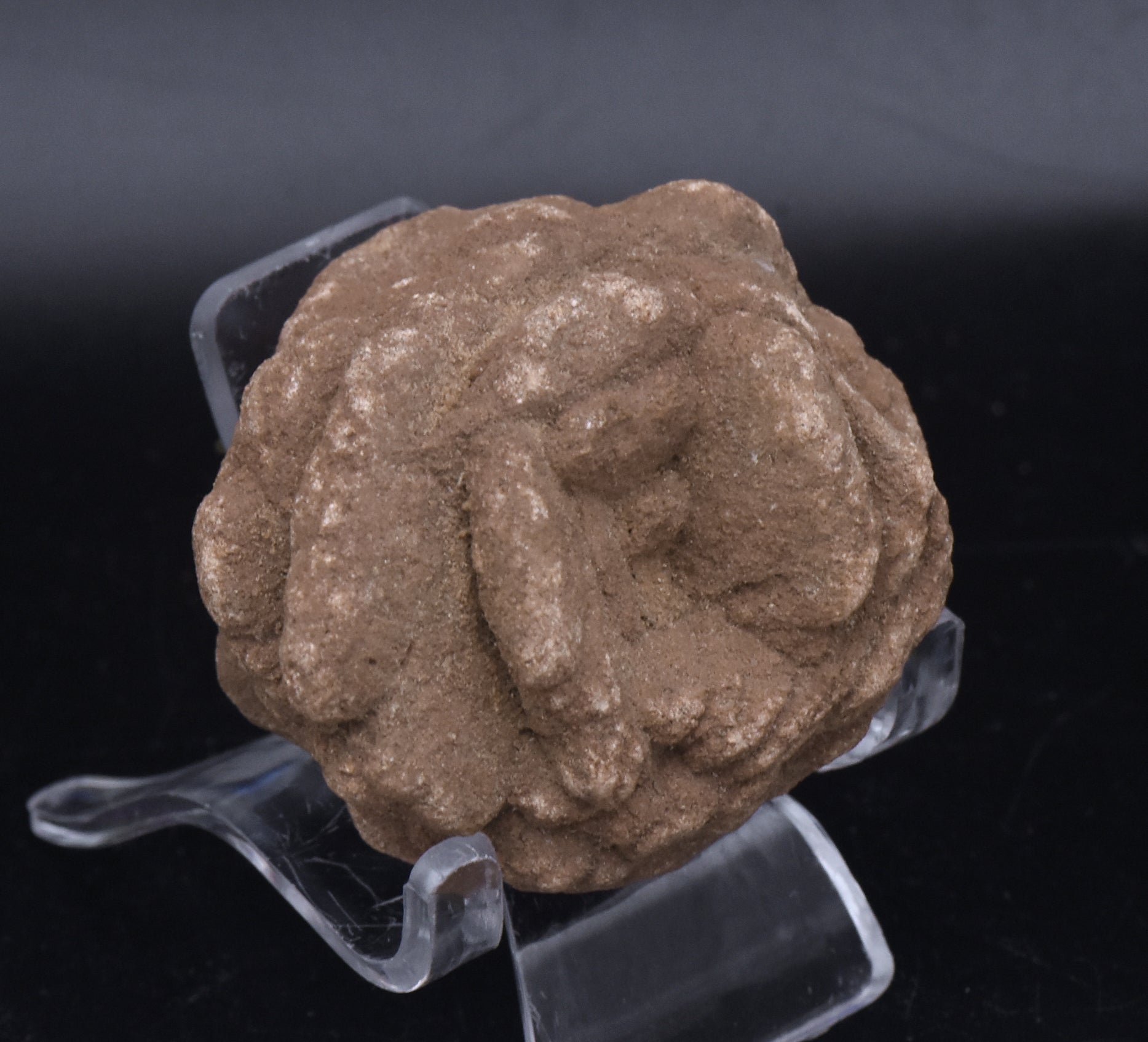 Barite Desert Rose Mineral Specimen - 110g