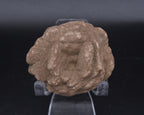Barite Desert Rose Mineral Specimen - 110g