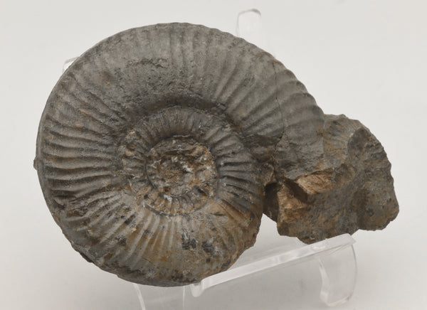 Dumortieria Striatulocostata Ammonite Fossil - Germany - Repaired