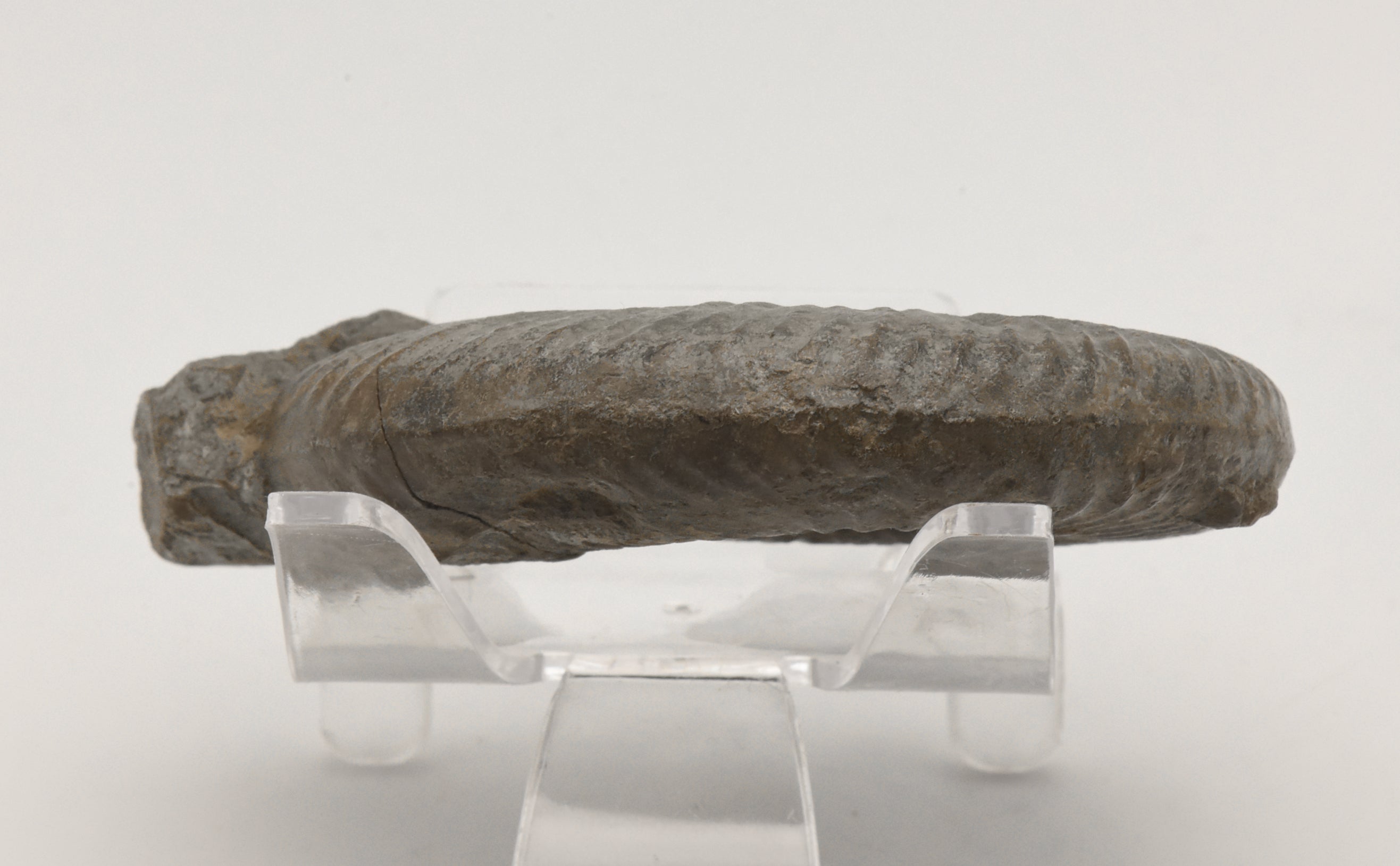 Dumortieria Striatulocostata Ammonite Fossil - Germany - Repaired