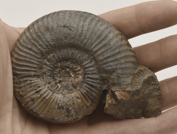 Dumortieria Striatulocostata Ammonite Fossil - Germany - Repaired