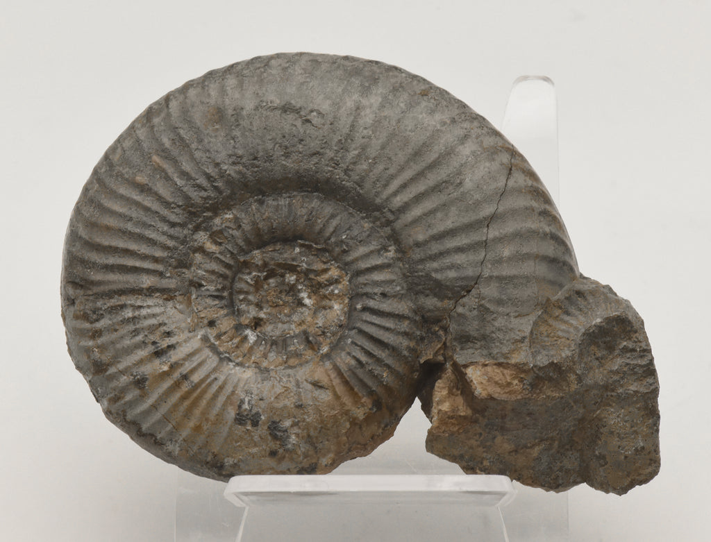 Dumortieria Striatulocostata Ammonite Fossil - Germany - Repaired ...