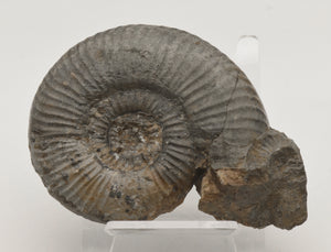 Dumortieria Striatulocostata Ammonite Fossil - Germany - Repaired