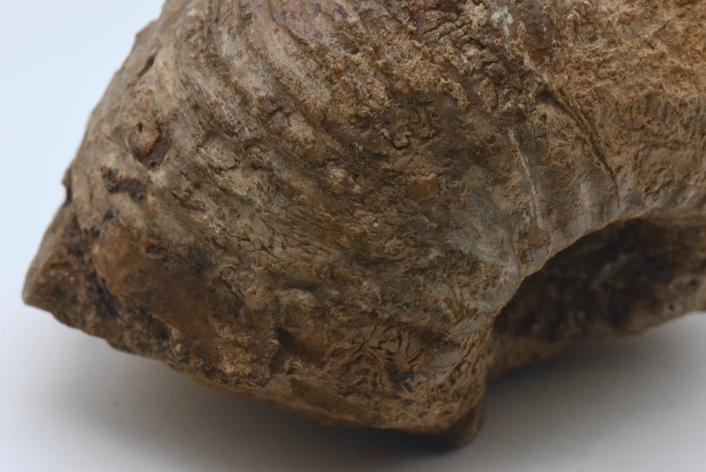 Large Liparoceras Reineckii Fossil Specimen - Germany