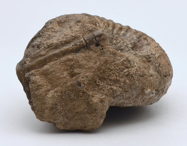 Large Liparoceras Reineckii Fossil Specimen - Germany