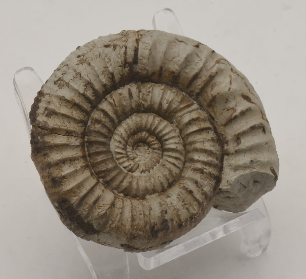 Nebrodites Ammonite Fossil - Germany
