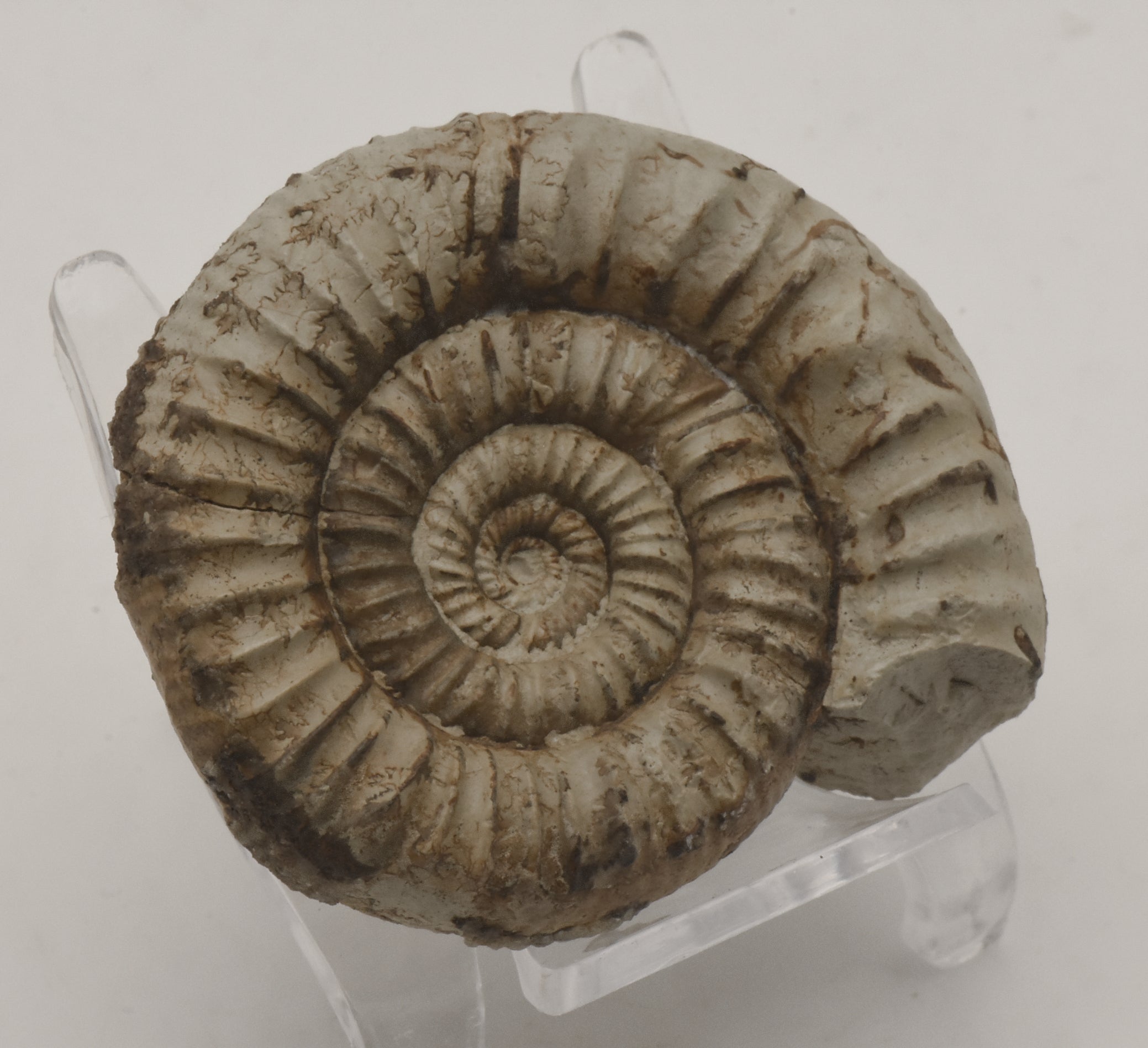 Nebrodites Ammonite Fossil - Germany
