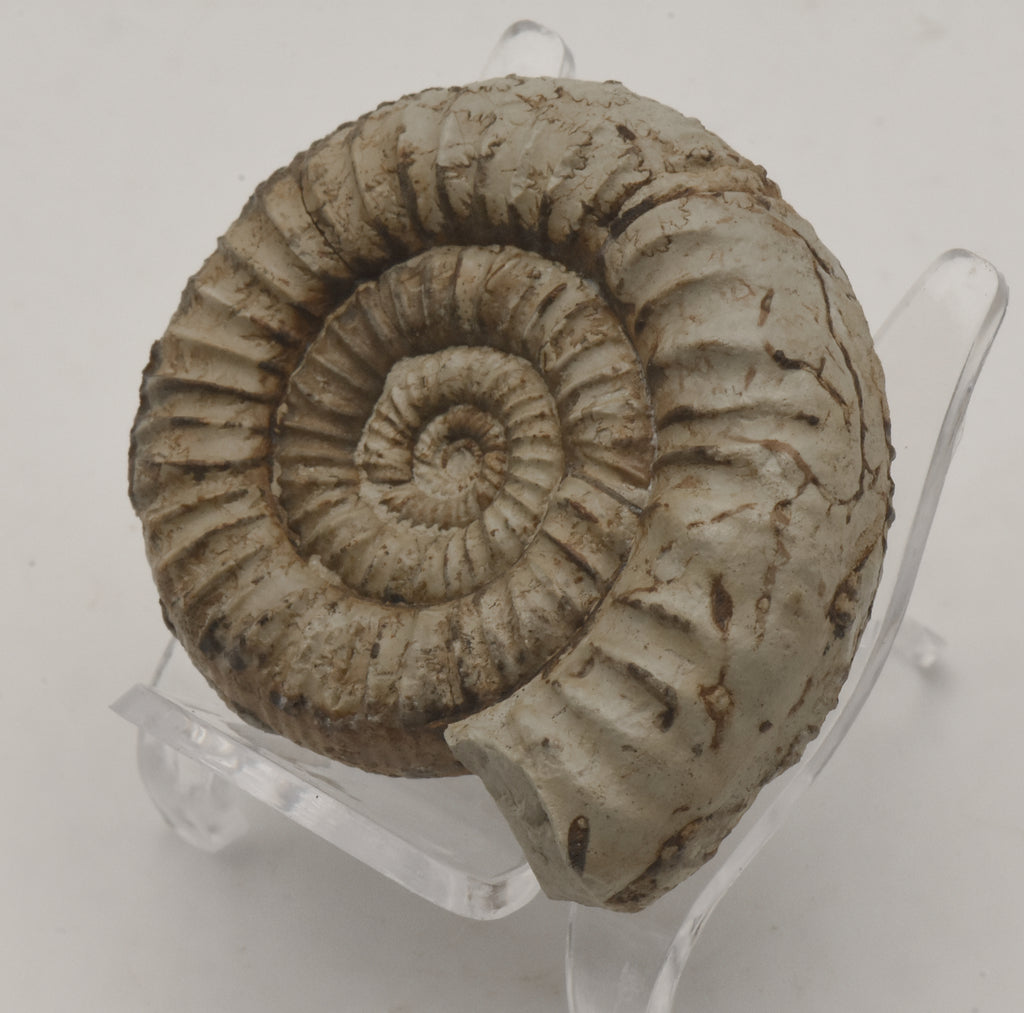 Nebrodites Ammonite Fossil - Germany