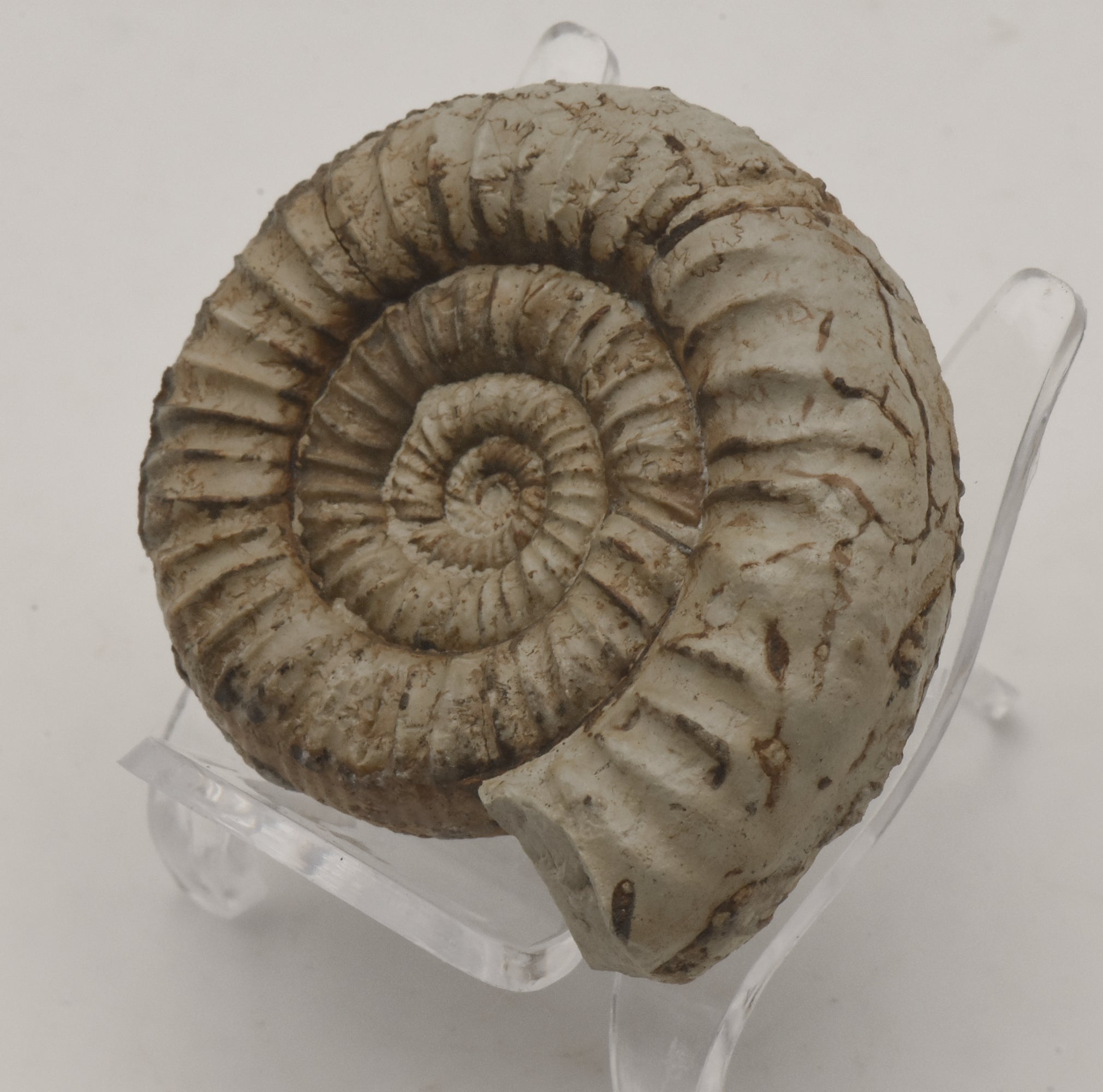 Nebrodites Ammonite Fossil - Germany