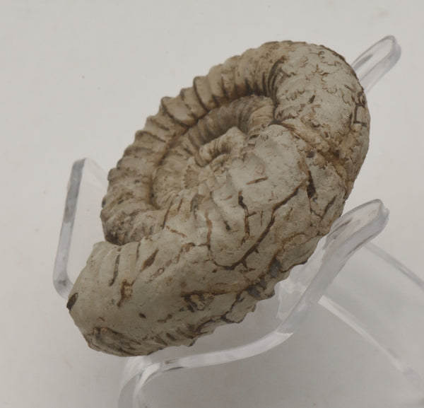 Nebrodites Ammonite Fossil - Germany