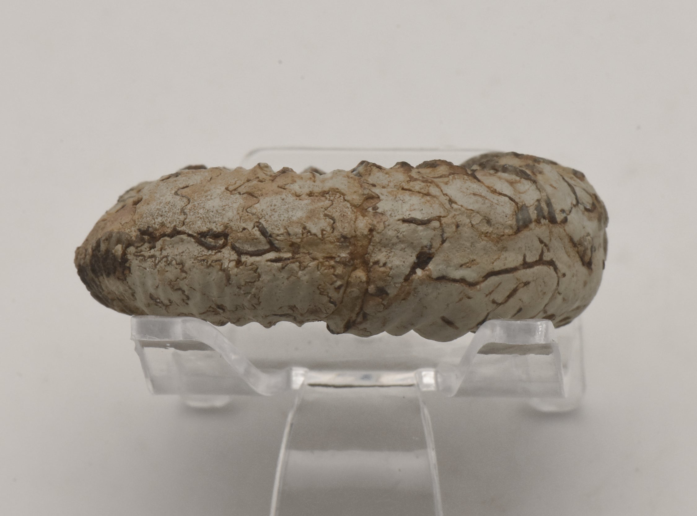 Nebrodites Ammonite Fossil - Germany