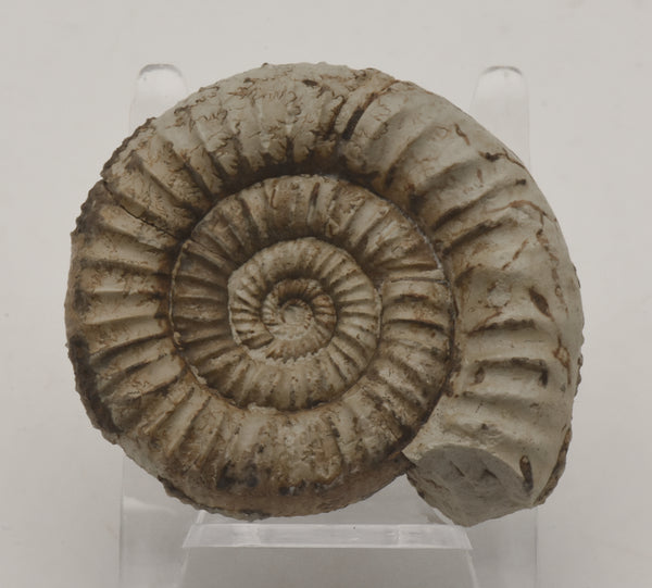 Nebrodites Ammonite Fossil - Germany