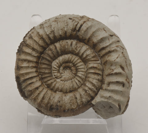 Nebrodites Ammonite Fossil - Germany