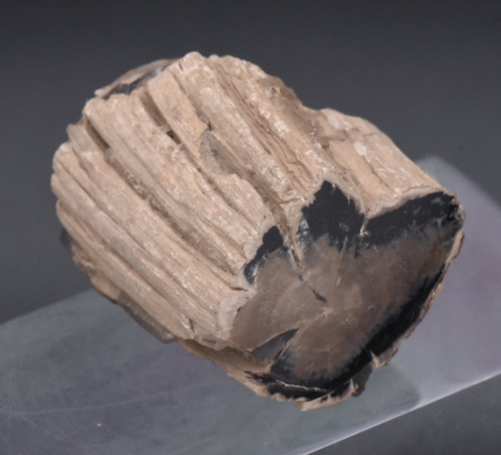 Petrified Wood Specimen - 51g