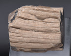 Petrified Wood Specimen - 51g
