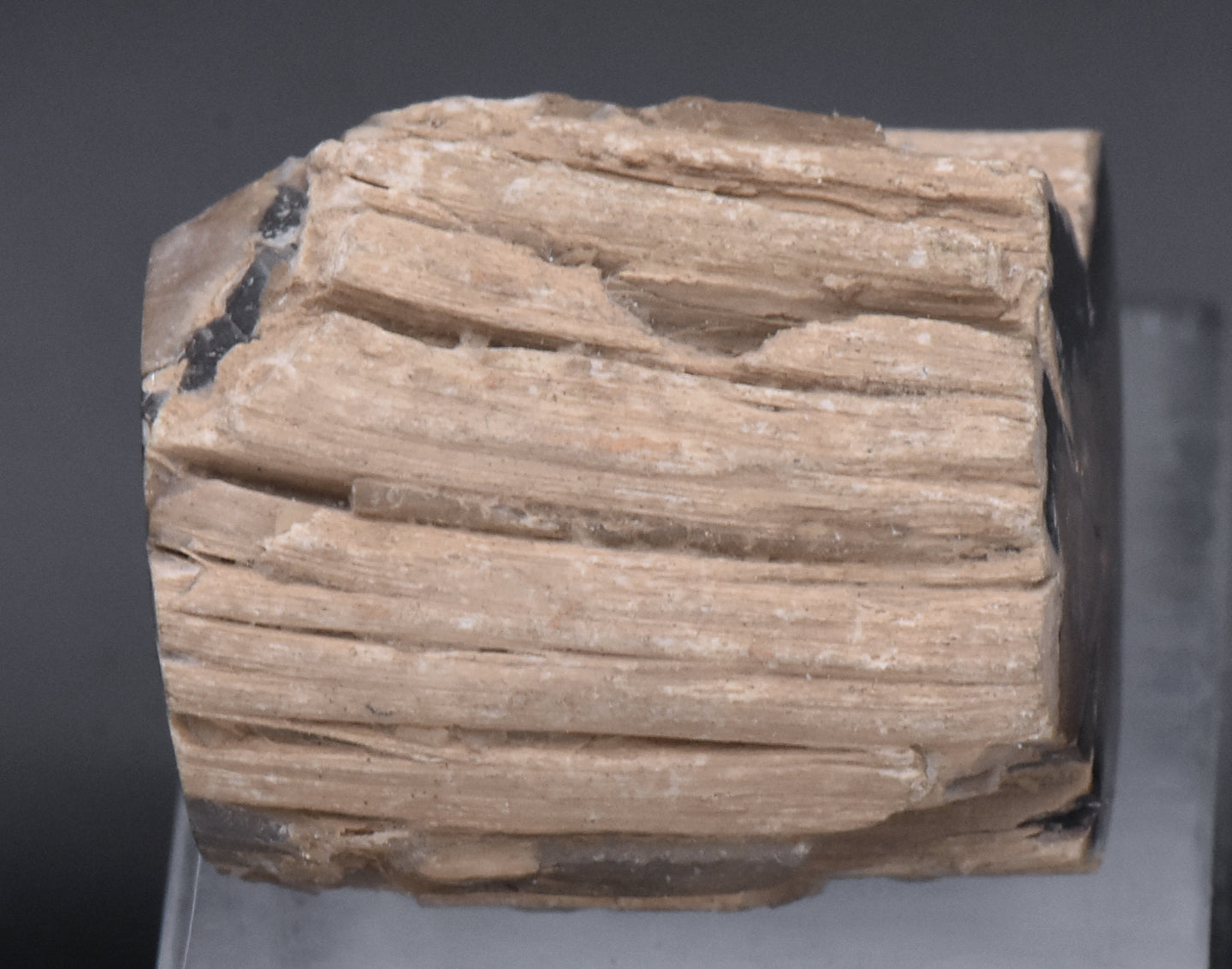 Petrified Wood Specimen - 51g