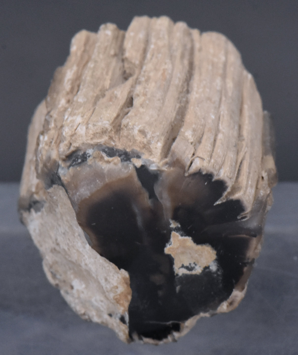 Petrified Wood Specimen - 51g