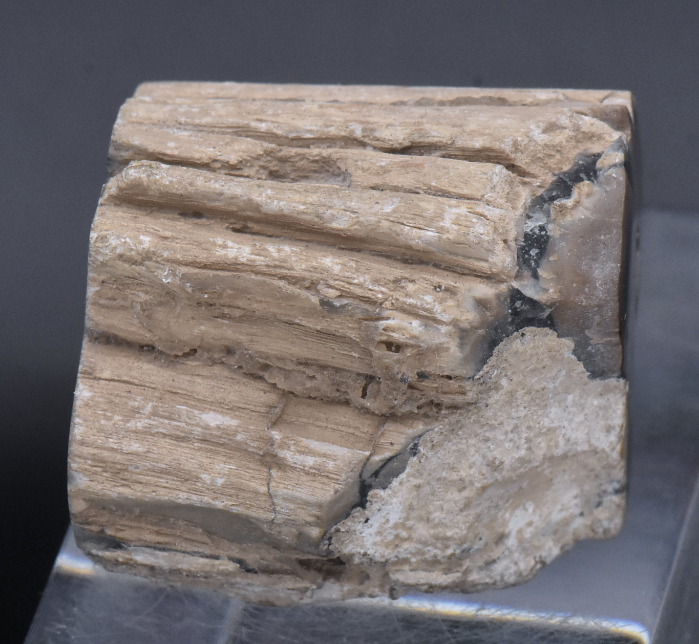 Petrified Wood Specimen - 51g