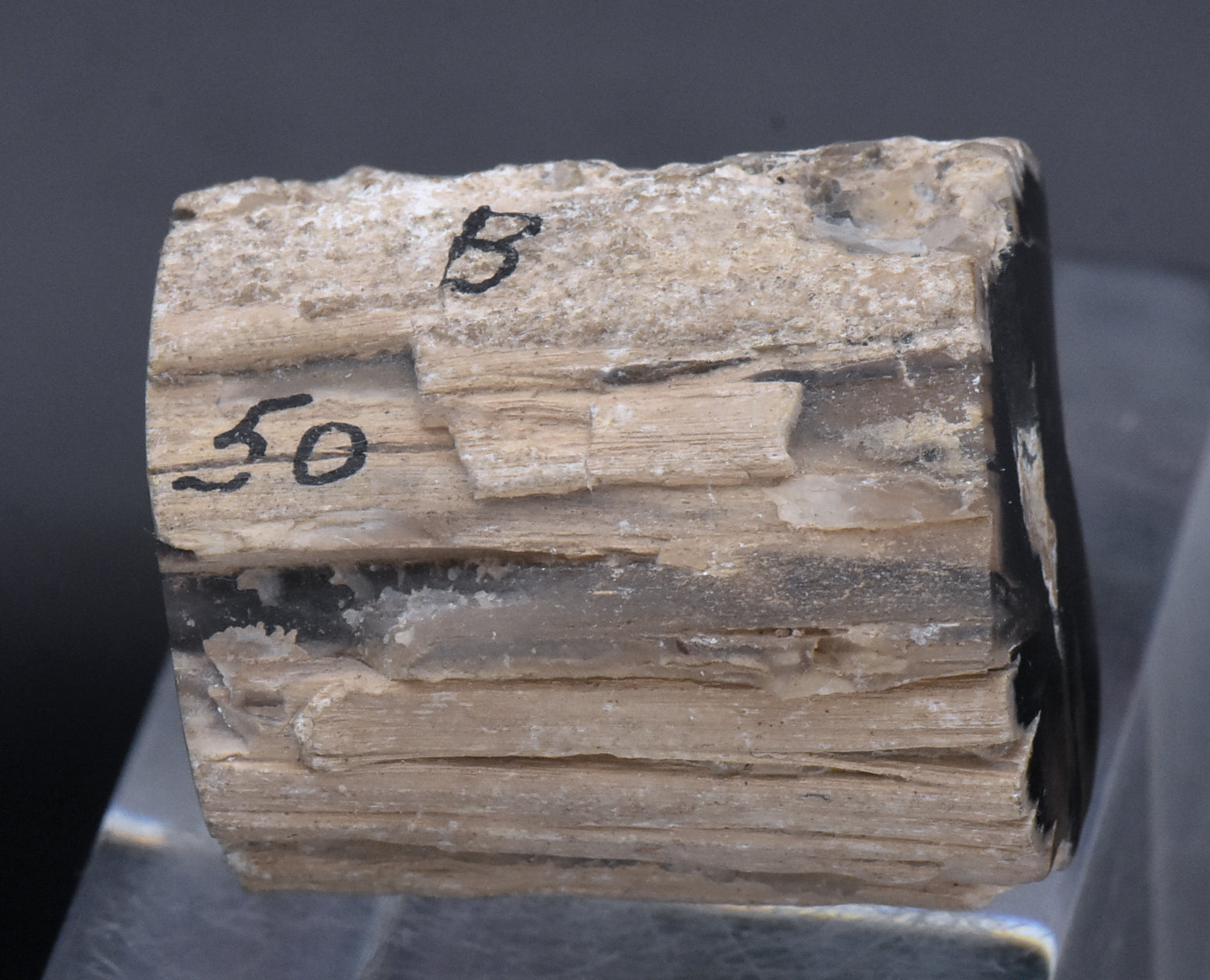 Petrified Wood Specimen - 51g