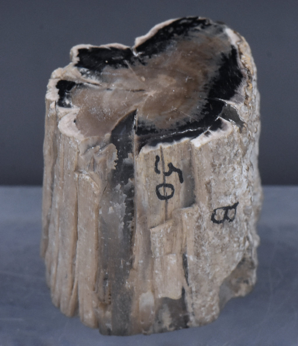 Petrified Wood Specimen - 51g