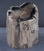 Petrified Wood Specimen - 51g