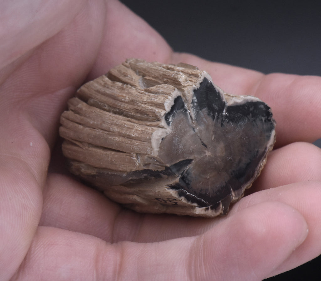 Petrified Wood Specimen - 51g