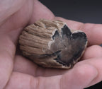 Petrified Wood Specimen - 51g