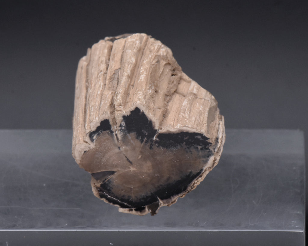 Petrified Wood Specimen - 51g